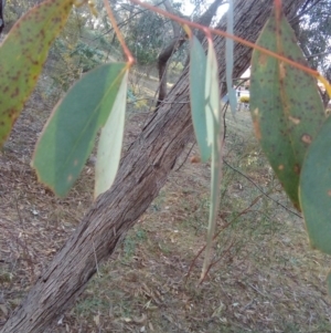 Eucalyptus dives at Fadden, ACT - 25 Jul 2017