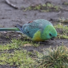 Psephotus haematonotus (Red-rumped Parrot) at Gungahlin, ACT - 27 Jul 2017 by Alison Milton