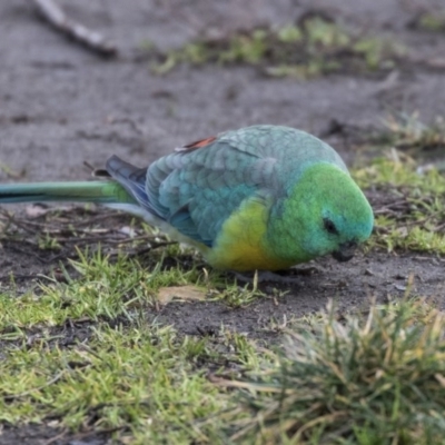 Psephotus haematonotus (Red-rumped Parrot) at Gungahlin, ACT - 28 Jul 2017 by AlisonMilton