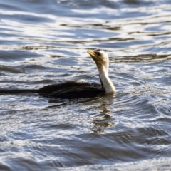 Microcarbo melanoleucos (Little Pied Cormorant) at Gungahlin, ACT - 28 Jul 2017 by AlisonMilton