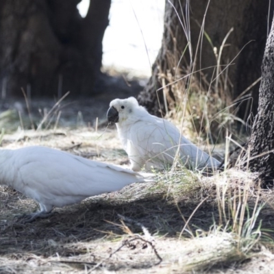 Cacatua galerita (Sulphur-crested Cockatoo) at Gungahlin, ACT - 28 Jul 2017 by AlisonMilton