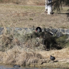 Cygnus atratus at Gungahlin, ACT - 28 Jul 2017