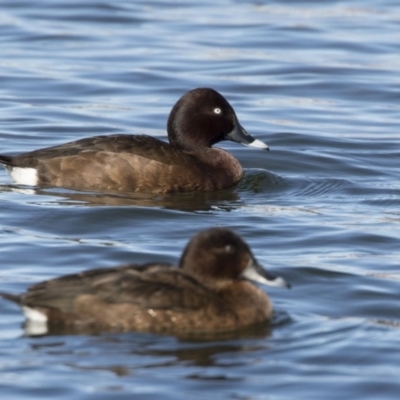 Aythya australis (Hardhead) at Amaroo, ACT - 27 Jul 2017 by AlisonMilton