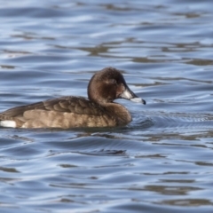 Aythya australis at Amaroo, ACT - 28 Jul 2017 09:29 AM