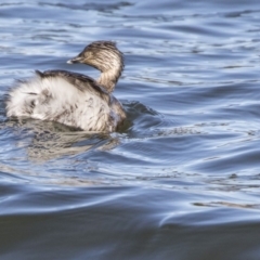 Poliocephalus poliocephalus (Hoary-headed Grebe) at Amaroo, ACT - 27 Jul 2017 by Alison Milton