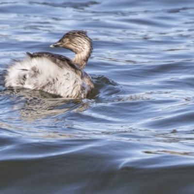 Poliocephalus poliocephalus (Hoary-headed Grebe) at Amaroo, ACT - 28 Jul 2017 by AlisonMilton