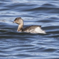 Poliocephalus poliocephalus at Amaroo, ACT - 28 Jul 2017