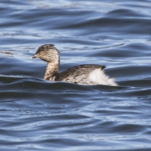 Poliocephalus poliocephalus at Amaroo, ACT - 28 Jul 2017