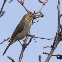 Ptilotula penicillata (White-plumed Honeyeater) at Gungahlin, ACT - 27 Jul 2017 by Alison Milton