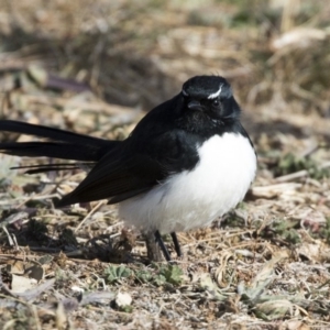 Rhipidura leucophrys at Gungahlin, ACT - 28 Jul 2017