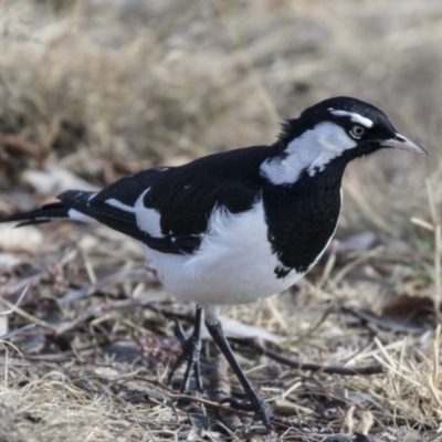 Grallina cyanoleuca (Magpie-lark) at Gungahlin, ACT - 27 Jul 2017 by Alison Milton