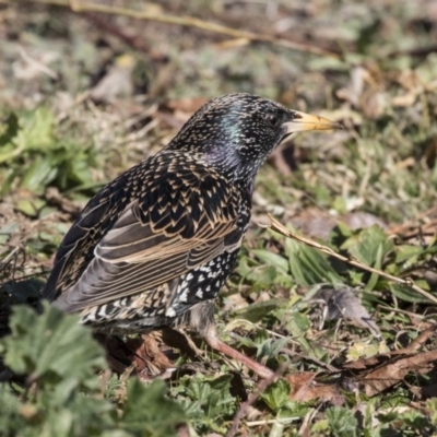 Sturnus vulgaris (Common Starling) at Gungahlin, ACT - 27 Jul 2017 by Alison Milton