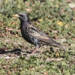 Sturnus vulgaris at Gungahlin, ACT - 28 Jul 2017