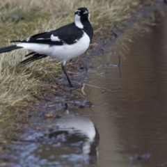 Grallina cyanoleuca (Magpie-lark) at Amaroo, ACT - 28 Jul 2017 by AlisonMilton