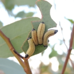 Paropsisterna cloelia (Eucalyptus variegated beetle) at Paddys River, ACT - 9 Dec 2014 by MichaelBedingfield