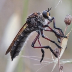 Chrysopogon muelleri (Robber fly) at Tharwa, ACT - 1 Dec 2014 by michaelb