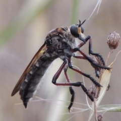 Chrysopogon muelleri at Tharwa, ACT - 1 Dec 2014 07:23 PM