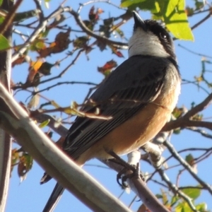 Pachycephala rufiventris at Conder, ACT - 2 Nov 2016