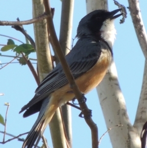 Pachycephala rufiventris at Conder, ACT - 28 Mar 2017