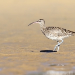 Numenius phaeopus (Whimbrel) at Merimbula, NSW - 28 Jul 2017 by Leo