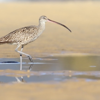 Numenius madagascariensis (Eastern Curlew) at Merimbula, NSW - 28 Jul 2017 by Leo