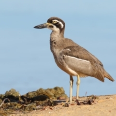 Esacus magnirostris (Beach Stone-curlew) at Merimbula, NSW - 28 Jul 2017 by Leo