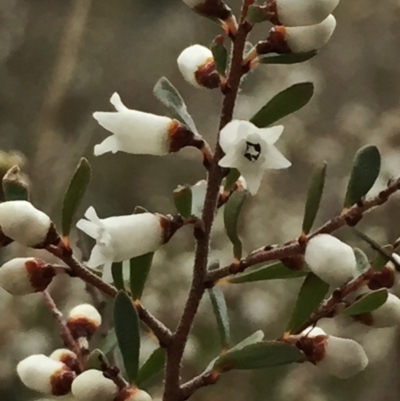 Cryptandra amara (Bitter Cryptandra) at Jerrabomberra, NSW - 29 Jul 2017 by Wandiyali