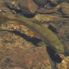 Salmo trutta (Brown Trout) at Paddys River, ACT - 30 Nov 2016 by JohnBundock