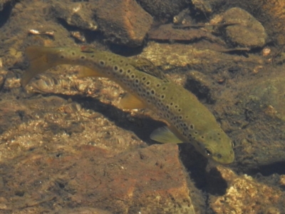 Salmo trutta (Brown Trout) at Paddys River, ACT - 30 Nov 2016 by JohnBundock