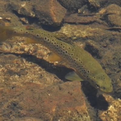 Salmo trutta (Brown Trout) at Paddys River, ACT - 30 Nov 2016 by JohnBundock