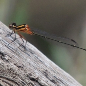 Nososticta solida at Greenway, ACT - 3 Jan 2016