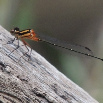 Nososticta solida (Orange Threadtail) at Greenway, ACT - 3 Jan 2016 by michaelb