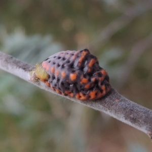 Icerya acaciae at Greenway, ACT - 5 Jan 2016