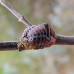 Icerya acaciae at Greenway, ACT - 5 Jan 2016