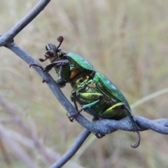 Lamprima aurata (Golden stag beetle) at Greenway, ACT - 13 Jan 2016 by MichaelBedingfield