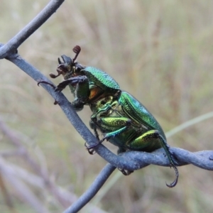 Lamprima aurata at Greenway, ACT - 13 Jan 2016 07:52 PM