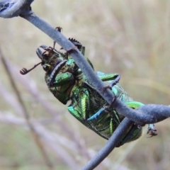 Lamprima aurata at Greenway, ACT - 13 Jan 2016