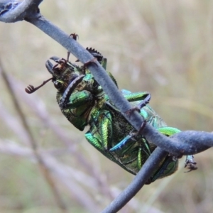 Lamprima aurata at Greenway, ACT - 13 Jan 2016