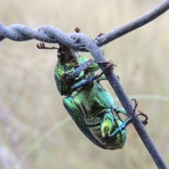 Lamprima aurata at Greenway, ACT - 13 Jan 2016