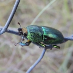 Lamprima aurata at Greenway, ACT - 13 Jan 2016