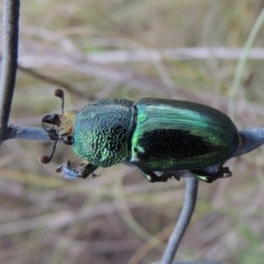 Lamprima aurata at Greenway, ACT - 13 Jan 2016 07:52 PM