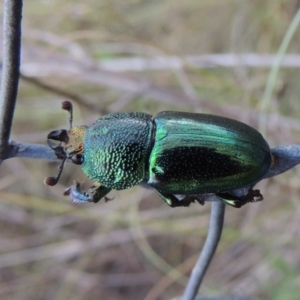 Lamprima aurata at Greenway, ACT - 13 Jan 2016 07:52 PM