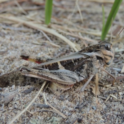 Gastrimargus musicus (Yellow-winged Locust or Grasshopper) at Pine Island to Point Hut - 16 Jan 2016 by michaelb