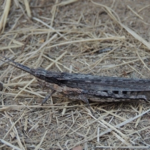 Coryphistes ruricola at Greenway, ACT - 16 Jan 2016