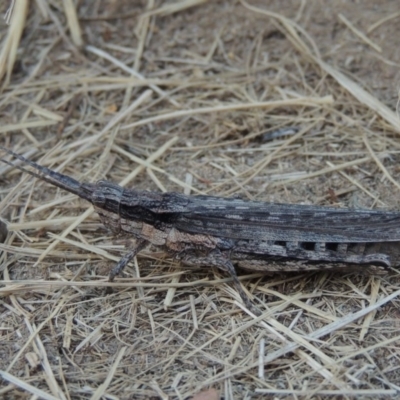 Coryphistes ruricola (Bark-mimicking Grasshopper) at Greenway, ACT - 16 Jan 2016 by michaelb