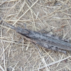 Coryphistes ruricola at Greenway, ACT - 16 Jan 2016