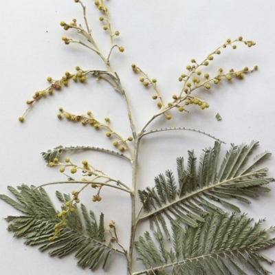 Acacia dealbata (Silver Wattle) at Garran, ACT - 6 Dec 2019 by ruthkerruish