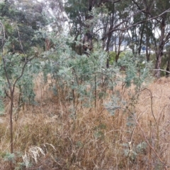 Acacia dealbata at Garran, ACT - 7 Dec 2019 08:29 AM