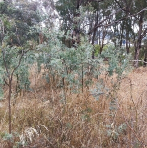 Acacia dealbata at Garran, ACT - 7 Dec 2019