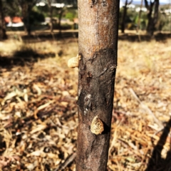 Acacia dealbata at Garran, ACT - 7 Dec 2019 08:29 AM